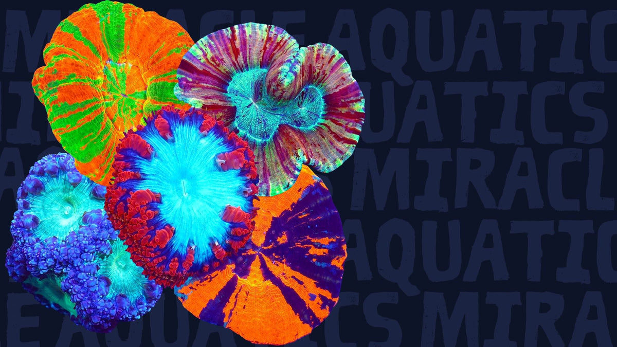All Corals