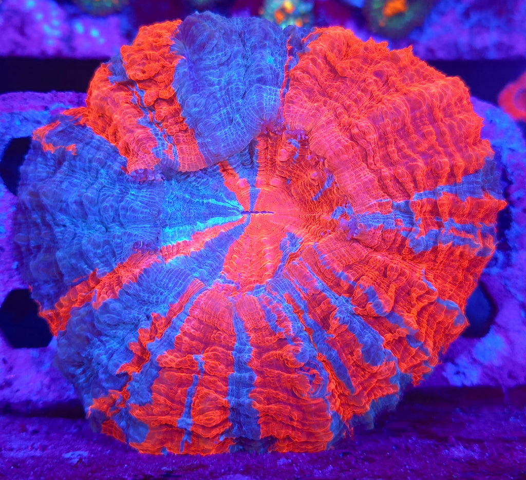 Rainbow Acanthophyllia