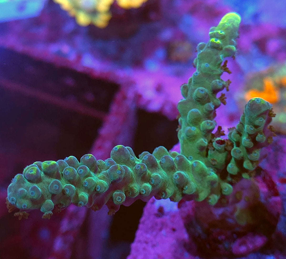 WWC Yellowtip