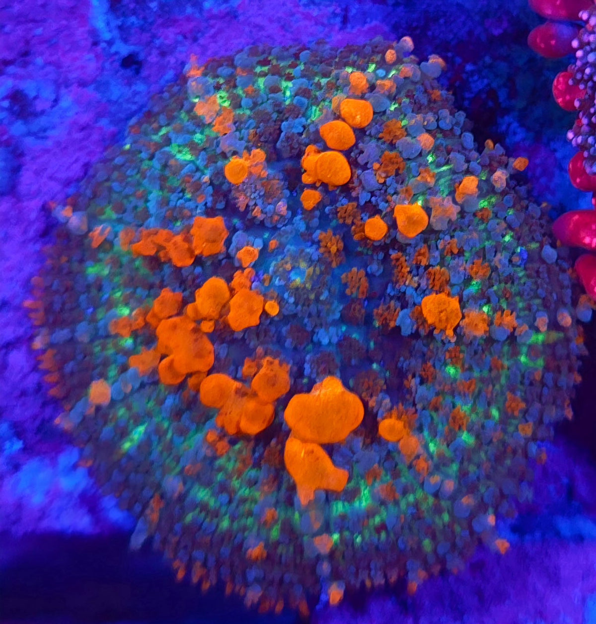 Sunkist Bounce