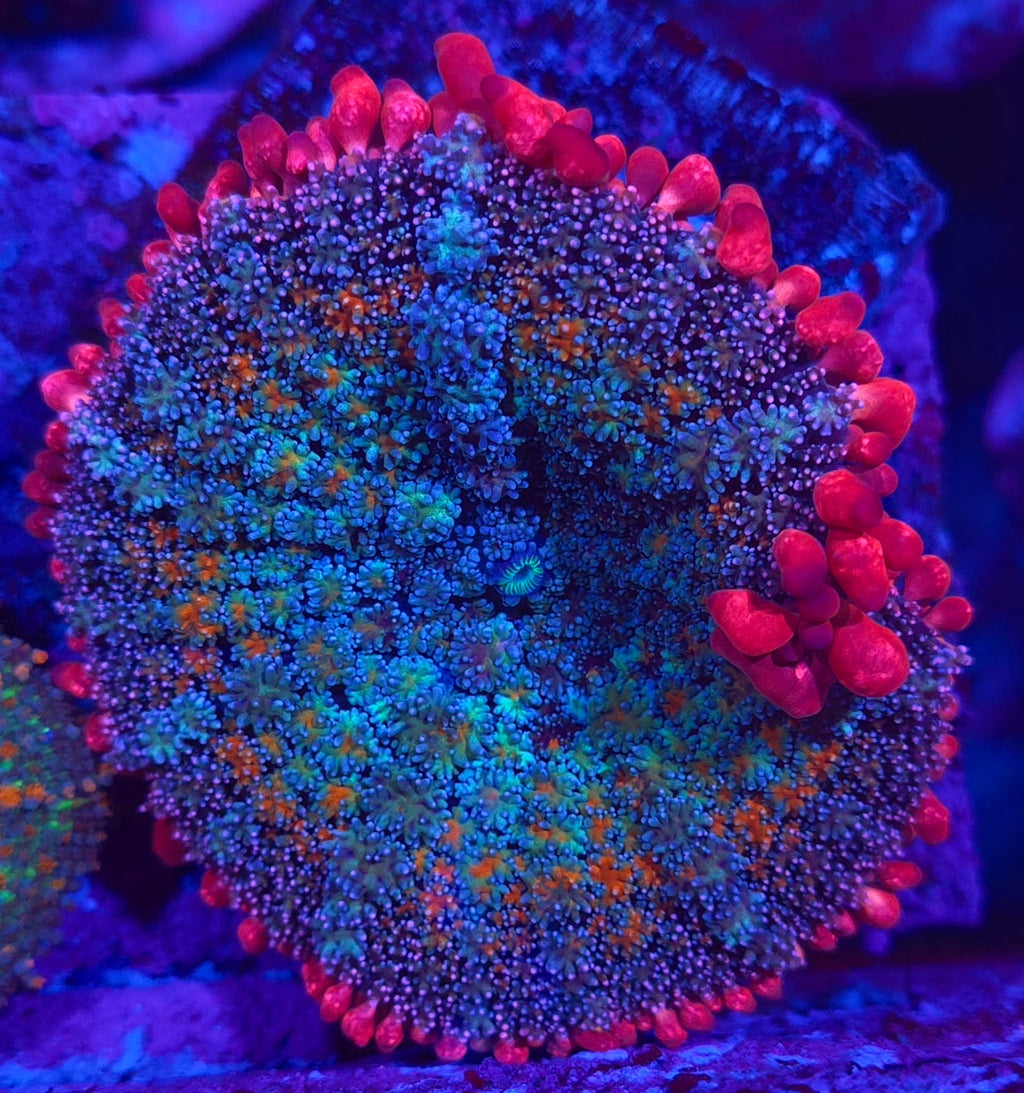 Rainbow Frankenstein