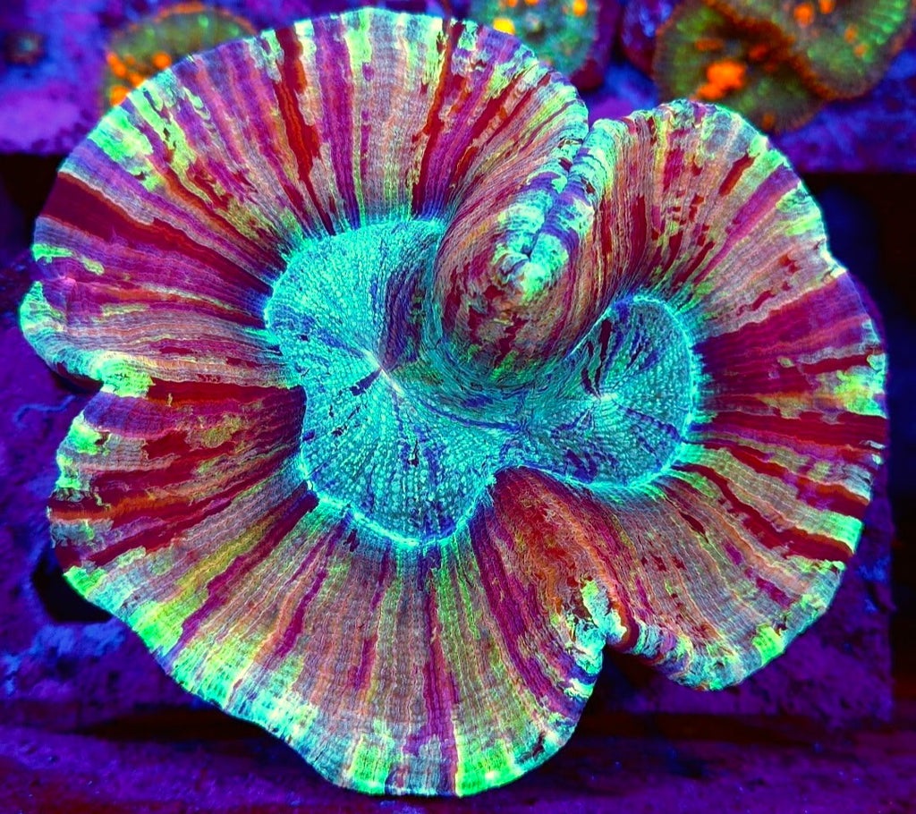 Ultra Wellsophyllia
