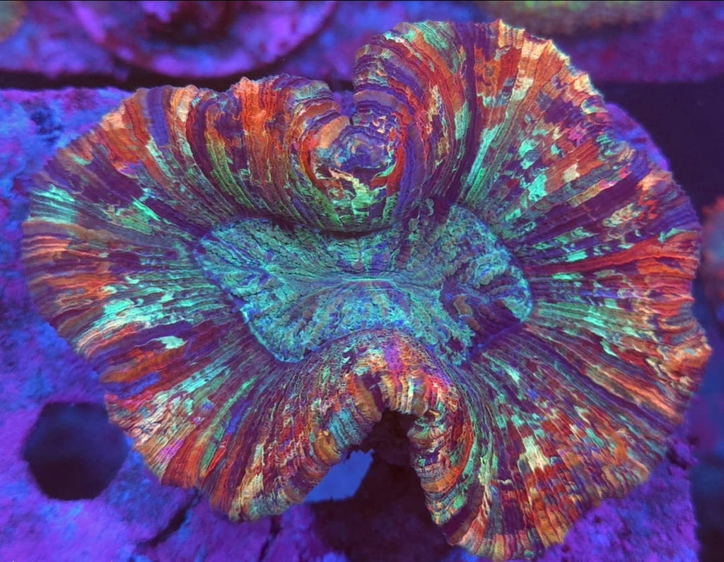 Ultra Wellsophyllia